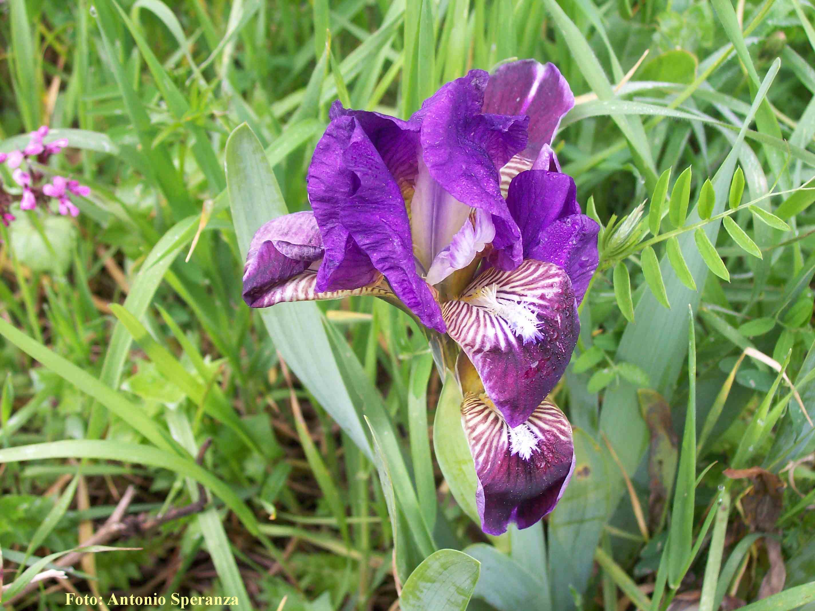 Iris pseudopumila / Giaggiolo siciliano